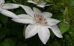 Henryi Clematis - 1 Gallon Pot -Garden Plants Shop clematis henryi 3