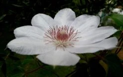 Henryi Clematis - 1 Gallon Pot -Garden Plants Shop clematis henryi 4