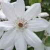 Henryi Clematis - 1 Gallon Pot -Garden Plants Shop clematis henryi 5