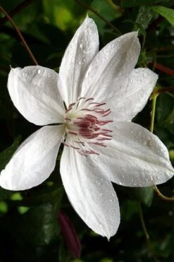 Henryi Clematis - 1 Gallon Pot -Garden Plants Shop clematis henryi 6