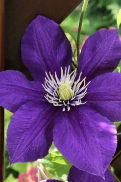 Jackmanii Superba Clematis - 1 Gallon Pot 13 Jackmanii Superba Clematis - 1 Gallon Pot -Garden Plants Shop clematis jackmanii superba 5