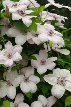 John Paul II Clematis - 1 Gallon Pot -Garden Plants Shop clematis john paul II 11