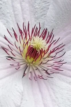 John Paul II Clematis - 1 Gallon Pot -Garden Plants Shop clematis john paul II 5