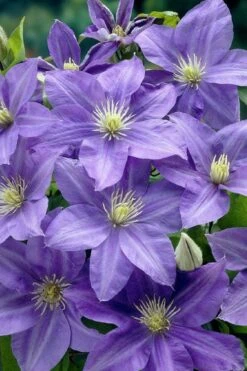 Lady Northcliffe Clematis - 1 Gallon Pot 9 Lady Northcliffe Clematis - 1 Gallon Pot -Garden Plants Shop clematis lady northcliffe 2