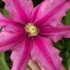 Liberation Clematis - 1 Gallon Pot -Garden Plants Shop clematis liberation 5