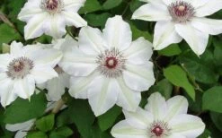 Miss Bateman Clematis - 1 Gallon Pot -Garden Plants Shop clematis miss bateman 2 800x500 1