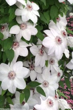 Miss Bateman Clematis - 1 Gallon Pot -Garden Plants Shop clematis miss bateman 20