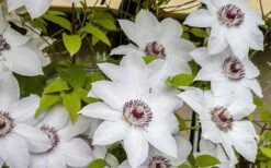 Miss Bateman Clematis - 1 Gallon Pot -Garden Plants Shop clematis miss bateman 800x500 1