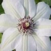 Miss Bateman Clematis - 1 Gallon Pot -Garden Plants Shop clematis miss20bateman 2 500x750 1
