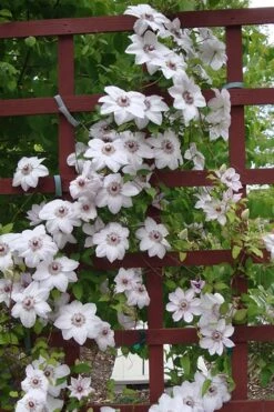 Miss Bateman Clematis - 1 Gallon Pot -Garden Plants Shop clematis miss20bateman 4 500x750 1