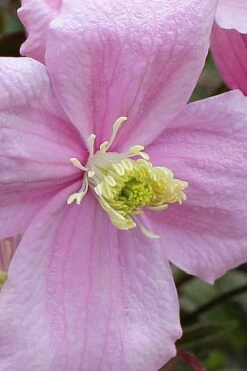 Mayleen Montana Clematis - 1 Gallon Pot -Garden Plants Shop clematis montana mayleen 4