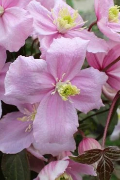 Mayleen Montana Clematis - 1 Gallon Pot -Garden Plants Shop clematis montana mayleen 5