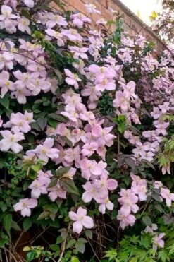 Mayleen Montana Clematis - 1 Gallon Pot -Garden Plants Shop clematis montana mayleen 6