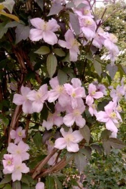 Montana Rubens Clematis - 1 Gallon Pot -Garden Plants Shop clematis montana rubens 6