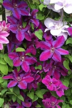 Mrs. Norman Thompson Clematis - 1 Gallon Pot -Garden Plants Shop clematis mrs norman thompson 25