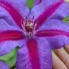 Mrs. Norman Thompson Clematis - 1 Gallon Pot -Garden Plants Shop clematis mrs norman thompson 26