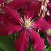 Niobe Clematis - 1 Gallon Pot -Garden Plants Shop clematis niobe 4