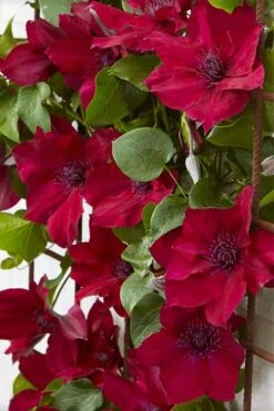 Nubia Clematis - 1 Gallon Pot -Garden Plants Shop clematis nubia 4
