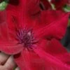 Nubia Clematis - 1 Gallon Pot -Garden Plants Shop clematis nubia 7