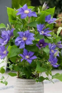 Olympia Clematis - 1 Gallon Pot -Garden Plants Shop clematis olympia 1