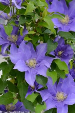 Olympia Clematis - 1 Gallon Pot -Garden Plants Shop clematis olympia 2