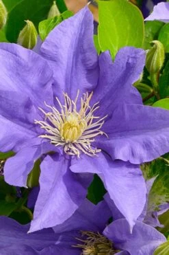 Olympia Clematis - 1 Gallon Pot -Garden Plants Shop clematis olympia 3