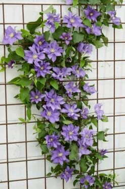Olympia Clematis - 1 Gallon Pot -Garden Plants Shop clematis olympia 6