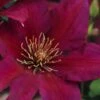 Picardy Clematis - 1 Gallon Pot -Garden Plants Shop clematis picardy 7