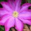 Pink Champagne Clematis - 1 Gallon Pot 2 Pink Champagne Clematis - 1 Gallon Pot -Garden Plants Shop clematis pink champagne 10