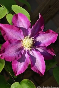 Pink Champagne Clematis - 1 Gallon Pot -Garden Plants Shop clematis pink champagne