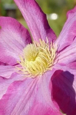 Pink Champagne Clematis - 1 Gallon Pot -Garden Plants Shop clematis pink champagne 6