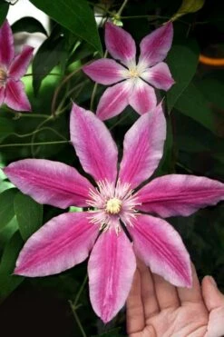 Sugar Candy Clematis - 1 Gallon Pot -Garden Plants Shop clematis sugar candy 3