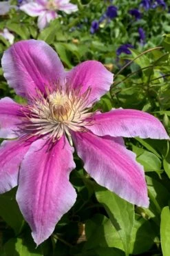 Sugar Candy Clematis - 1 Gallon Pot -Garden Plants Shop clematis sugar candy 4