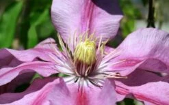 Sugar Candy Clematis - 1 Gallon Pot -Garden Plants Shop clematis sugar candy 5