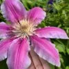 Sugar Candy Clematis - 1 Gallon Pot -Garden Plants Shop clematis sugar candy 6