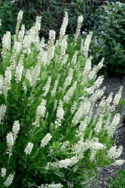 Sixteen Candles Summersweet (Clethra) - 1 Gallon Pot -Garden Plants Shop clethra alnifolia sixteen candles summersweet 3