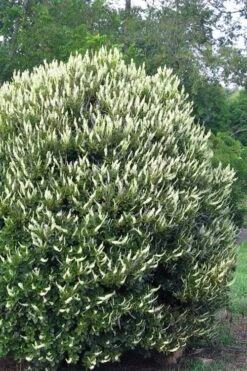 Summersweet Clethra (Sweet Pepperbush) - 1 Gallon Pot 14 Summersweet Clethra (Sweet Pepperbush) - 1 Gallon Pot -Garden Plants Shop clethra alnifolia summersweet sweet pepper bush 3