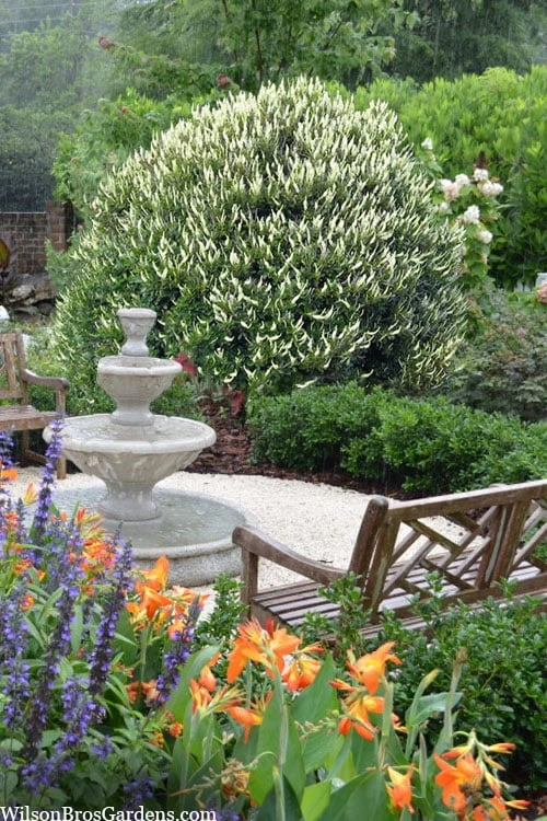 Summersweet Clethra (Sweet Pepperbush) - 1 Gallon Pot 3 Summersweet Clethra (Sweet Pepperbush) - 1 Gallon Pot