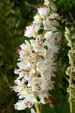 Summersweet Clethra (Sweet Pepperbush) - 1 Gallon Pot 13 Summersweet Clethra (Sweet Pepperbush) - 1 Gallon Pot -Garden Plants Shop clethra alnifolia summersweet sweet pepper bush 6