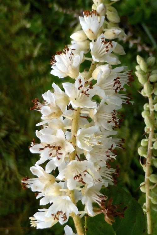 Summersweet Clethra (Sweet Pepperbush) - 1 Gallon Pot 7 Summersweet Clethra (Sweet Pepperbush) - 1 Gallon Pot - Image 5