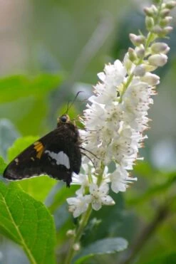 Summersweet Clethra (Sweet Pepperbush) - 1 Gallon Pot 12 Summersweet Clethra (Sweet Pepperbush) - 1 Gallon Pot -Garden Plants Shop clethra alnifolia summersweet sweet pepper bush 7