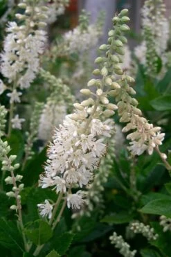 Summersweet Clethra (Sweet Pepperbush) - 1 Gallon Pot 15 Summersweet Clethra (Sweet Pepperbush) - 1 Gallon Pot -Garden Plants Shop clethra alnifolia summersweet sweet pepper bush 8