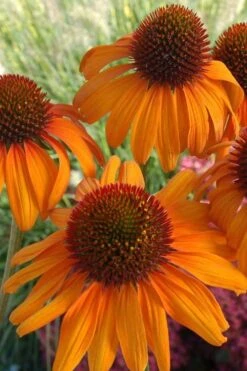 Tiki Torch Orange Coneflower (Echinacea) - 1 Gallon Pot -Garden Plants Shop coneflower tiki torch 500x750 1
