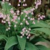 Pink Lily Of The Valley (Convallaria Majalis 'Rosea') - 1 Gallon Pot -Garden Plants Shop convallaria majalis rosea pink lily of the valley 2