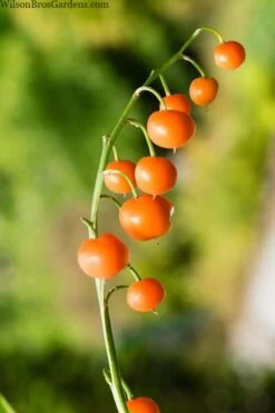 Pink Lily Of The Valley (Convallaria Majalis 'Rosea') - 1 Gallon Pot -Garden Plants Shop convallaria majalis rosea pink lily of the valley 5