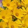 Dwarf Mouse Ear Coreopsis - 5 Pack Of Quart Pots -Garden Plants Shop coreopsis auriculata nana mouse ear 1