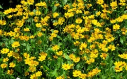 Dwarf Mouse Ear Coreopsis - 5 Pack Of Quart Pots -Garden Plants Shop coreopsis auriculata nana mouse ear 3