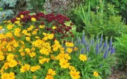 Dwarf Mouse Ear Coreopsis - 5 Pack Of Quart Pots -Garden Plants Shop coreopsis auriculata nana mouse ear 7
