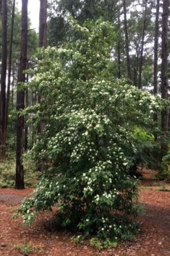 Bernice Evergreen Dogwood Tree (Cornus Angustata) - 2 Gallon Pot -Garden Plants Shop cornus angustata bernice evergreen dogwood tree 4