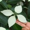 Bernice Evergreen Dogwood Tree (Cornus Angustata) - 2 Gallon Pot -Garden Plants Shop cornus angustata bernice evergreen dogwood tree 8